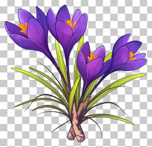 Saffron Crocus - Purple Crocus Flowers For Floral Decor PNG
