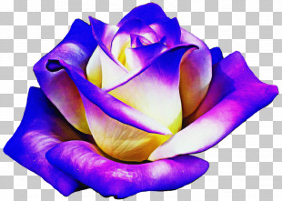 Garden Roses PNG
