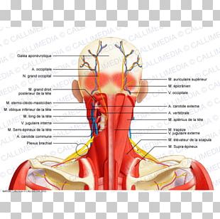 Anterior Compartment Of The Forearm Nerve Muscle Vein PNG, Clipart ...