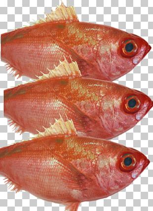 Northern Red Snapper Freshwater Fish Saltwater Fish PNG, Clipart