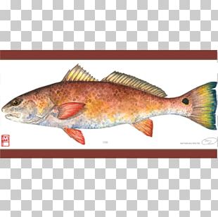 Northern Red Snapper Freshwater Fish Saltwater Fish PNG, Clipart