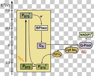 Light Anoxygenic Photosynthesis Purple Bacteria Aerobic Anoxygenic Phototrophic Bacteria PNG