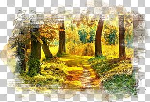 Forest Tree Autumn Nature Landscape PNG