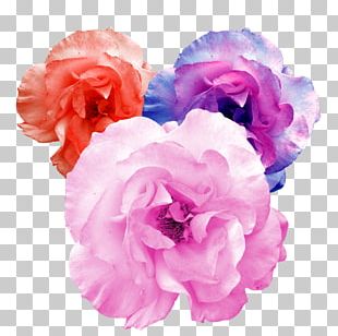 Garden Roses Artificial Flower PNG