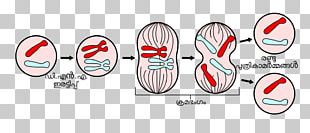 Mitosis And Meiosis Cell Division PNG, Clipart, Anaphase, Body Jewelry ...