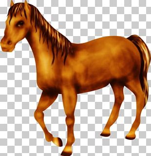Mustang Foal Pony Stallion Mane PNG