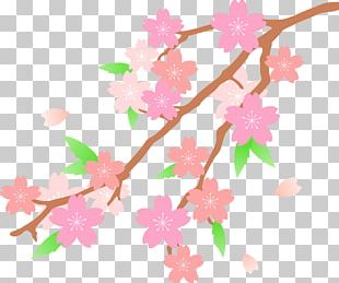 Cherry Blossom PNG