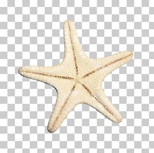 Starfish Sea PNG, Clipart, Animal, Animals, Animation, Beautiful ...