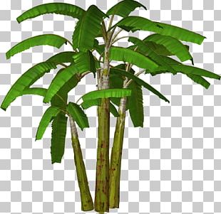 Banana Tree PNG Images, Banana Tree Clipart Free Download