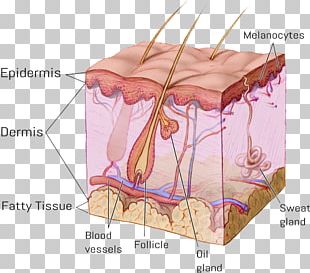 Human Skin Anatomy PNG, Clipart, Anatomy, Arm, Cross Section, Finger ...