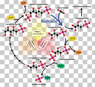 Calvin Cycle Photosynthesis Carbon Dioxide Light-independent Reactions ...