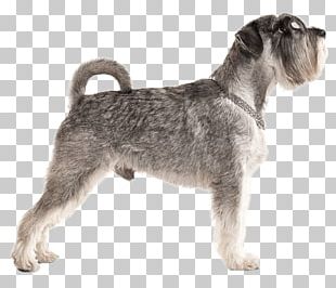 Miniature Schnauzer Standard Schnauzer Lakeland Terrier Wire Hair Fox Terrier Schnoodle PNG