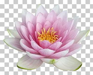 Nelumbo Nucifera PNG
