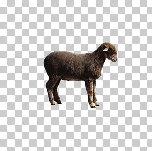 Sheep Cattle Goat PNG