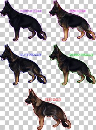 German Shepherd Kunming Wolfdog Australian Kelpie Lapponian Herder Dog Breed PNG