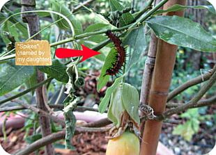 Leaf Herb Fruit PNG