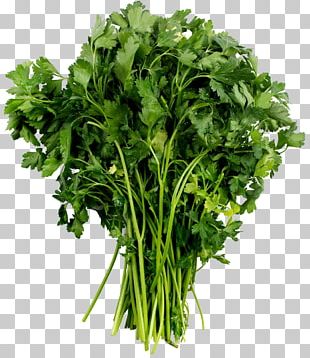 Tree Bamboo Plant PNG