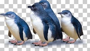 Dunedin Otago Peninsula Blue Penguins Pukekura Blue Penguins Pukekura PNG