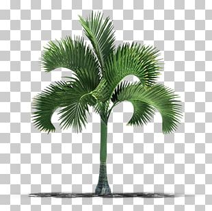 Palm Trees Stock Photography PNG