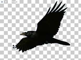 American Crow Rook Common Raven Bald Eagle PNG