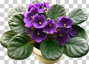 African Violet Sky Plant Flower Seed PNG
