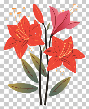 Amaryllis - Red Flowers With Green Leaves Illustration PNG