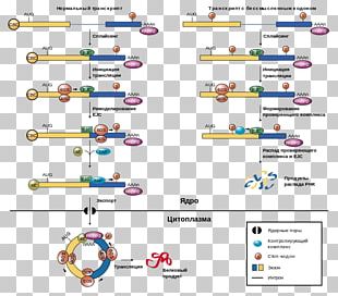 Five Prime Untranslated Region Nonsense-mediated Decay Exon Junction Complex Messenger RNA PNG