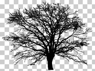 Winter Tree PNG, Clipart, Material, Poster, Tree, Tree Clipart, Winter ...