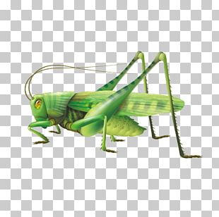 Grasshopper PNG, Clipart, Grasshopper Free PNG Download