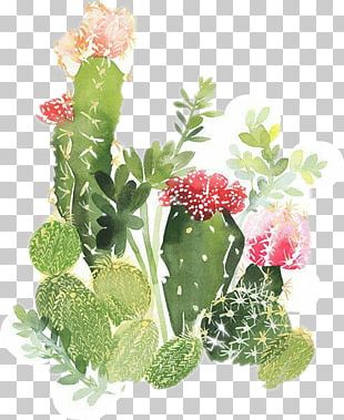 Flower Barbary Fig Cactaceae PNG, Clipart, Cactus, Designer ...