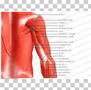 Arm Shoulder Deltoid Muscle Diagram Nerve PNG, Clipart, Abdomen ...