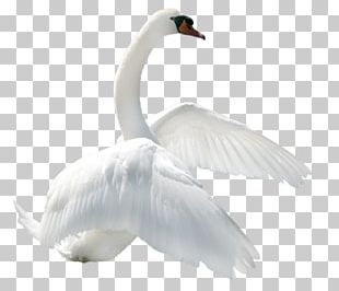 Swan PNG, Clipart, Swan Free PNG Download