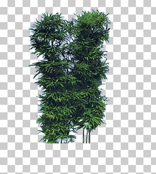 Child People Grass PNG