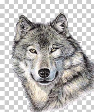 Gray Wolf PNG Transparent Images Free Download