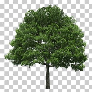 Tree Planting Arborist Logo Spectrum One PNG, Clipart, Arbor Day ...