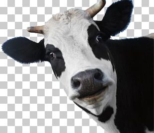 Dairy Cattle Jersey Cattle Milk Calf Ox PNG, Clipart, Albert Heijn ...