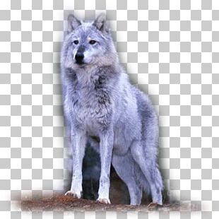 Alaskan Tundra Wolf Coyote PNG, Clipart, Alaskan, Angry Wolf Face ...