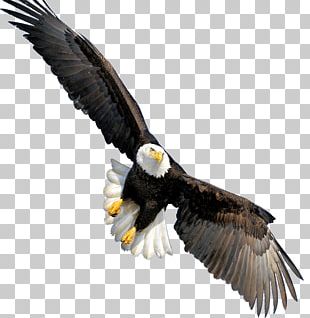 Bald Eagle Bird Of Prey Golden Eagle PNG, Clipart, Accipitriformes ...