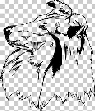 Rough Collie Shetland Sheepdog Scotch Collie PNG