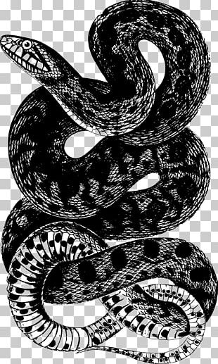 Green Anaconda Snake Png, Clipart, Anaconda, Animals, Boa Constrictor 