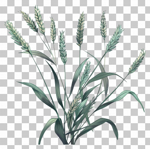 Spikelets - Green Wheat Plant Botanical Drawing PNG