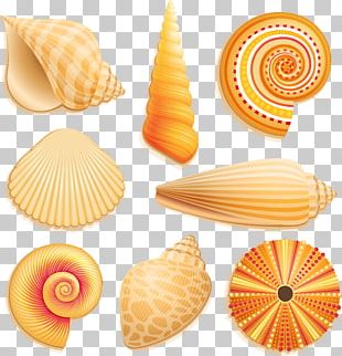 Free: Seashell Mollusc shell Royal Dutch Shell Mermaid Desktop Wallpaper - ariel  Shell 