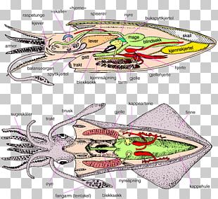 Cephalopod European Flying Squid Loligo Octopus Decapodiformes PNG