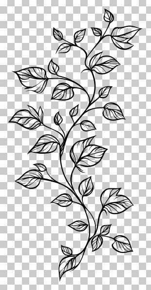 Vines Line Art - Leaf Pattern Illustration PNG