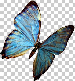 Butterfly Greta Oto PNG, Clipart, Arthropod, Beautiful, Blue, Blue ...