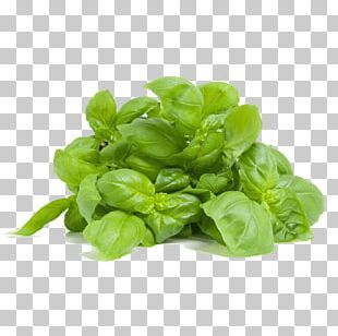 Holy Basil Herb Thai Basil Arrabbiata Sauce PNG