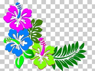 Hawaii Shoeblackplant Flower PNG, Clipart, Alyogyne Huegelii, Black And ...