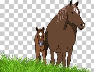 American Paint Horse American Quarter Horse Foal Mare Pony PNG