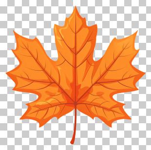 Maple Leaf - Detailed Orange Maple Leaf Illustration For Thanksgiving PNG