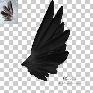 black angel wings side view